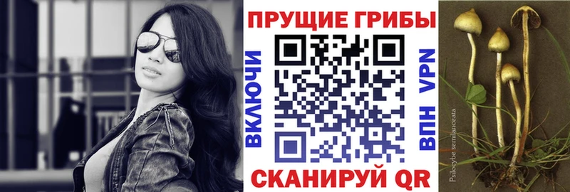 Псилоцибиновые грибы Cubensis Саки